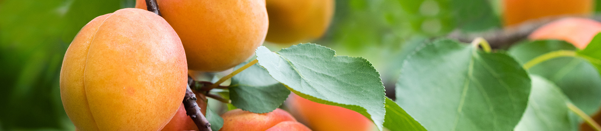 Cover image for the page